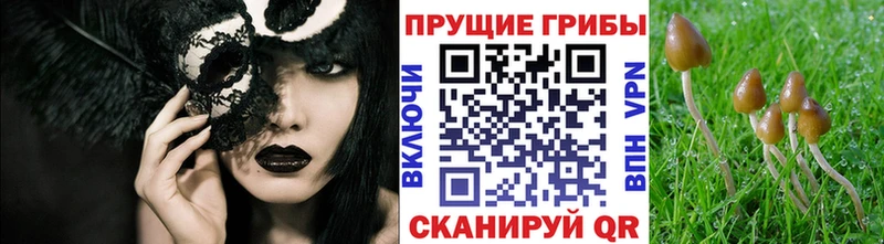 даркнет сайт  ссылка на мегу ТОР  Псилоцибиновые грибы GOLDEN TEACHER  Майский 